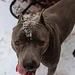 Dog, Carnivore, Dog breed, Working Animal, Collar, Whiskers, Fawn, Snout, Companion dog, Liver, Terrestrial Animal, Snow, Dog Collar, Canidae, Guard Dog, Non-sporting Group, Winter, Mexican Hairless Dog, Hunting Dog