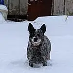 Dog, Snow, Dog breed, Carnivore, Freezing, Snout, Herding Dog, Winter, Working Animal, Automotive Tire, Terrestrial Animal, Canidae, Australian Stumpy Tail Cattle Dog, Working Dog, Furry friends, Guard Dog, Precipitation, Non-sporting Group