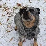 Snow, Eyes, Dog breed, Dog, Carnivore, Whiskers, Fawn, Terrestrial Animal, Plant, Automotive Tire, Winter, Grass, Freezing, Australian Cattle Dog, Canidae, Furry friends, Paw, Twig, Working Dog