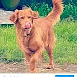 Dog, Dog breed, Carnivore, Companion dog, Happy, Working Animal, Snout, Plant, Photo Caption, Retriever, Screenshot, Liver, Grass, Font, Canidae, Terrestrial Animal, Golden Retriever, Logo, Working Dog