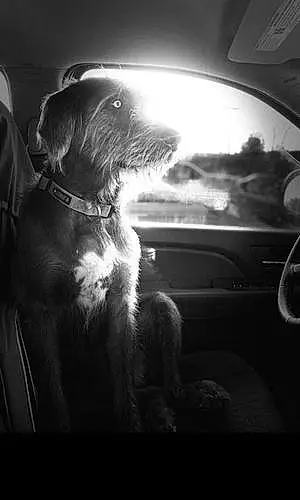 Irish Wolfhound Dog Juno