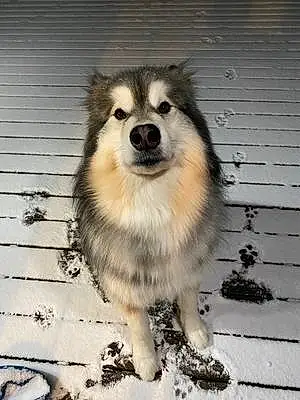 Name Alaskan Malamute Dog Tonka