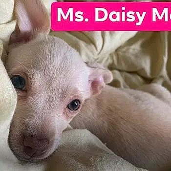 Daisy Mae