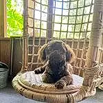 Dog, Window, Carnivore, Dog breed, Pet Supply, Fawn, Companion dog, Tints And Shades, Snout, Working Animal, Terrestrial Animal, Dog Bed, Wood, Dog Crate, Animal Shelter, Cage, Dog Supply, Felidae