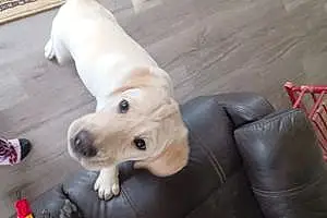 Name Labrador Retriever Dog Winston