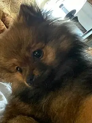 Name Pomeranian Dog Sofie