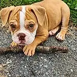 Dog, Carnivore, Dog breed, Bulldog, Fawn, Companion dog, Snout, Plant, Grass, Working Animal, Wrinkle, Dog Collar, Canidae, Molosser, Soil, Terrestrial Animal, Ancient Dog Breeds, White English Bulldog, Non-sporting Group