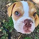 Dog, Plant, Dog breed, Carnivore, Working Animal, Tree, Grass, Fawn, Ear, Liver, Companion dog, Wrinkle, Snout, Terrestrial Animal, Whiskers, Bulldog, Canidae, Wood, Soil