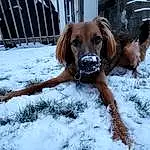 Dog, Snow, Carnivore, Liver, Dog breed, Freezing, Working Animal, Fawn, Fence, Companion dog, Collar, Snout, Dog Collar, Pet Supply, Gun Dog, Winter, Furry friends, Tail, Guard Dog