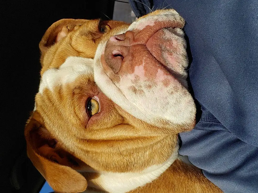 Nose, Dog, Eyes, Toy, Jaw, Ear, Carnivore, Dog breed, Gesture, Wrinkle, Fawn, Companion dog, Whiskers, Snout, Stuffed Toy, Shar Pei, Wood, Working Animal, Comfort, Furry friends