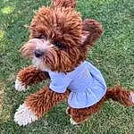 Dog, Water Dog, Carnivore, Plant, Dog breed, Liver, Grass, Fawn, Companion dog, People In Nature, Toy Dog, Tail, Terrier, Furry friends, Happy, Dog Supply, Dog Clothes, Canidae, Walking
