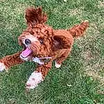 Dog, Water Dog, Carnivore, Liver, Grass, Dog breed, Toy Dog, Companion dog, Spaniel, Terrier, Snout, Dog Supply, Canidae, Furry friends, Dog Collar, Tail, Poodle Crossbreed, Dog Toy, Puppy