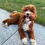 Dog, Carnivore, Water Dog, Liver, Dog breed, Companion dog, Working Animal, Terrestrial Animal, Snout, Poodle, Canidae, Tail, Walking, Furry friends, Dog Collar