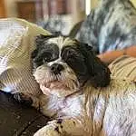 Dog, Dog breed, Carnivore, Liver, Working Animal, Comfort, Shih Tzu, Companion dog, Fawn, Toy Dog, Snout, Terrier, Recipe, Canidae, Furry friends, Small Terrier, Shih-poo, Terrestrial Animal, Maltepoo