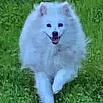 Dog, Carnivore, Dog breed, Companion dog, Grass, Snout, Grassland, Working Animal, Canidae, Indian Spitz, Volpino Italiano, Terrestrial Animal, Working Dog, Non-sporting Group, Ancient Dog Breeds, Giant Dog Breed