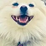 Dog, Eyes, Dog breed, Carnivore, Jaw, Happy, Whiskers, Iris, Companion dog, Toy Dog, Snout, Collar, Smile, Spitz, Furry friends, Sky, Fang, Canidae, Paw