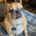 Pug, Dog, Eyes, Furniture, Tartan, Carnivore, Working Animal, Dog breed, Fawn, Companion dog, Whiskers, Wrinkle, Plaid, Toy Dog, Snout, Pattern, Couch, Chair, Terrestrial Animal