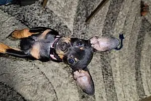 Name Chihuahua Dog Gemma