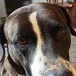 Dog, Dog breed, Carnivore, Whiskers, Companion dog, Fawn, Collar, Ear, Scent Hound, Snout, Working Animal, Canidae, Furry friends, Working Dog, Pet Supply, Giant Dog Breed, Hunting Dog, Hound