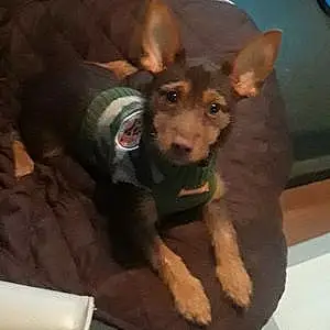 Name Chihuahua Dog Ruger
