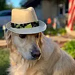 Dog, Hat, Plant, Fedora, Dog breed, Sun Hat, Carnivore, Collar, Companion dog, Fawn, Dog Collar, Whiskers, Grass, Snout, Cowboy Hat, Cap, Tree, Fashion Accessory, Working Animal