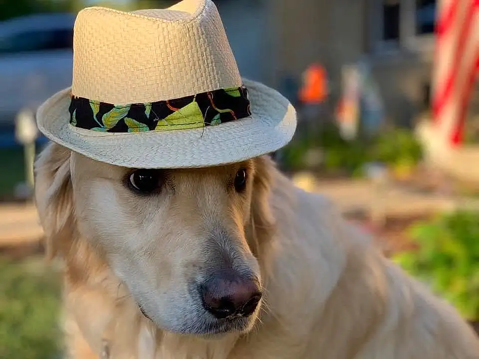 Dog, Hat, Plant, Fedora, Dog breed, Sun Hat, Carnivore, Collar, Companion dog, Fawn, Dog Collar, Whiskers, Grass, Snout, Cowboy Hat, Cap, Tree, Fashion Accessory, Working Animal
