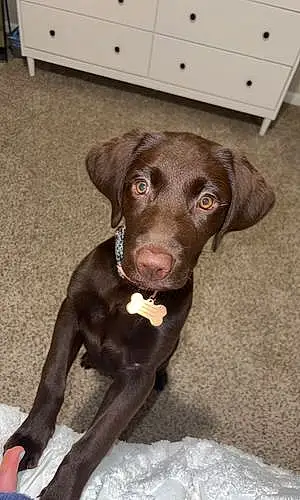 Name Labrador Retriever Dog Riley