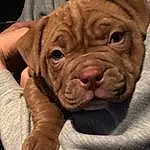 Dog, Dog breed, Shar Pei, Carnivore, Liver, Ear, Companion dog, Wrinkle, Fawn, Working Animal, Comfort, Whiskers, Snout, Canidae, Furry friends, Molosser, Peach, Dog Collar, Dogue De Bordeaux