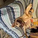 Dog, Comfort, Dog breed, Carnivore, Wood, Couch, Fawn, Companion dog, Felidae, Snout, Human Leg, Pattern, Small To Medium-sized Cats, Linens, Working Animal, Foot, Denim, Furry friends
