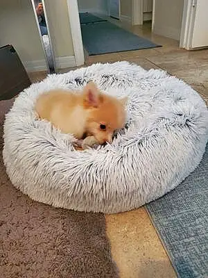 Pomeranian Dog Toto