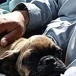 Dog, Pug, Hand, Carnivore, Dog breed, Wrinkle, Companion dog, Fawn, Comfort, Whiskers, Toy Dog, Snout, Canidae, Bored, Terrestrial Animal, Working Animal, Puppy love, Furry friends, Biting