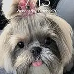 Dog, Dog breed, Carnivore, Shih Tzu, Companion dog, Liver, Fawn, Toy Dog, Whiskers, Snout, Working Animal, Font, Terrestrial Animal, Furry friends, Maltepoo, Canidae, Photo Caption, Dog Supply, Non-sporting Group