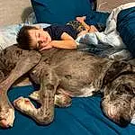 Furniture, Dog, Leg, Comfort, Couch, Carnivore, Thigh, Dog breed, Companion dog, Lap, Human Leg, Chair, Furry friends, Military Camouflage, Bed, Canidae, Sitting