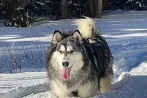 Name Alaskan Malamute Dog Baloo