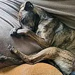 Dog, Carnivore, Comfort, Dog breed, Grey, Fawn, Whiskers, Terrestrial Animal, Wood, Snout, Wrinkle, Close-up, Companion dog, Bored, Furry friends, Linens, Tail, Nap