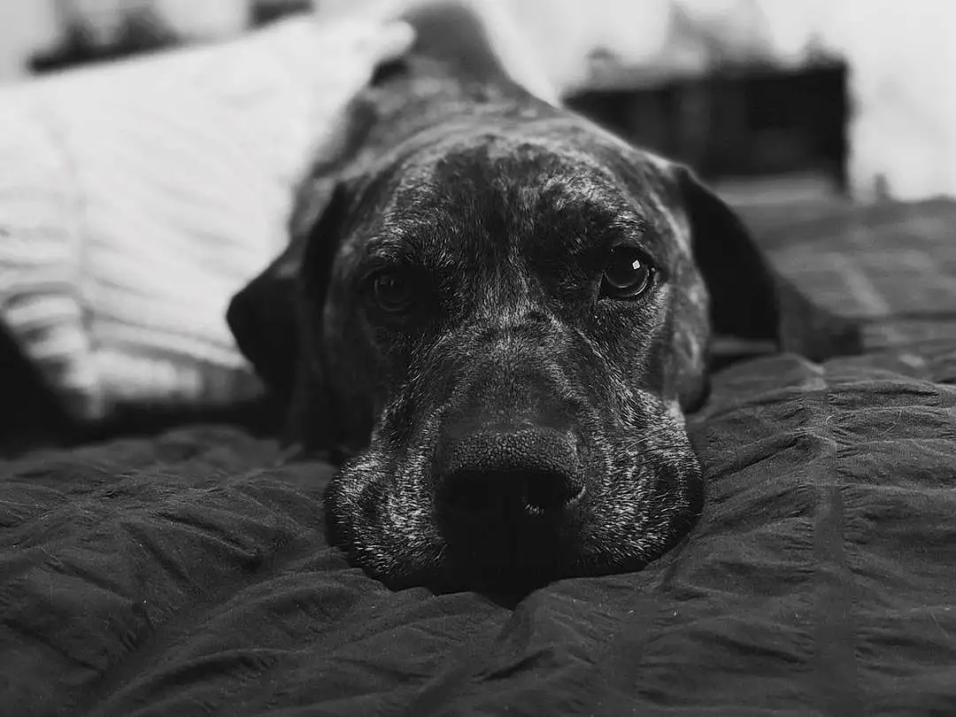 Dog, White, Black, Black-and-white, Carnivore, Grey, Style, Dog breed, Comfort, Monochrome, Black & White, Companion dog, Working Animal, Whiskers, Furry friends, Guard Dog, Terrestrial Animal, Still Life Photography, Wrinkle
