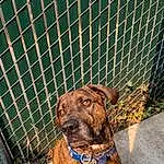 Dog, Carnivore, Liver, Working Animal, Mesh, Fawn, Dog breed, Terrestrial Animal, Pet Supply, Wire Fencing, Pattern, Companion dog, Grass, Net, Metal, Collar, Animal Shelter, Chain-link Fencing