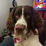 Dog, Picture Frame, Carnivore, Dog breed, Companion dog, Liver, Snout, Spaniel, Television, Whiskers, Furry friends, Gun Dog, Working Animal, Canidae, Cocker Spaniel, Display Device, Hunting Dog