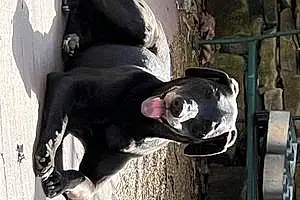 Name Labrador Retriever Dog Abby