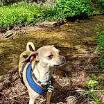Plant, Dog, Carnivore, Dog breed, Working Animal, Grass, Fawn, Companion dog, Wood, Dog Clothes, Groundcover, Tree, Terrestrial Plant, Snout, Forest, Tail, Soil, Dog Supply, Woodland