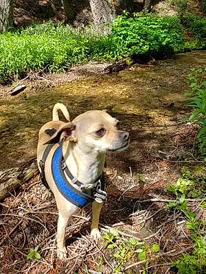 Forest Chihuahua Dog Gizmo