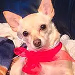 Dog, Dog breed, Canidae, Chihuahua, Skin, Puppy, Carnivore, Snout, Dog Clothes, Russkiy Toy, Companion dog, Corgi-chihuahua, Ear, Fawn, Toy Dog, Whiskers, Rare Breed (dog), English Toy Terrier