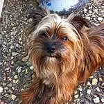 Dog, Dog breed, Carnivore, Liver, Companion dog, Toy Dog, Snout, Working Animal, Terrier, Water Dog, Small Terrier, Furry friends, Canidae, Wood, Yorkipoo, Terrestrial Animal, Soil, Maltepoo, Dog Supply