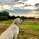Cloud, Sky, Plant, Dog, Carnivore, Tree, Dog breed, Collar, Sunlight, Grass, Fawn, Companion dog, Grassland, Landscape, Natural Landscape, Working Animal, Horizon, Snout, Cumulus, Tail