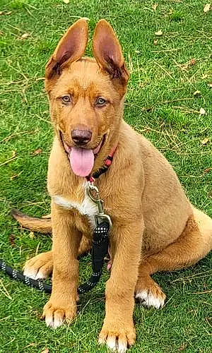 Mixed breed Dog Copper
