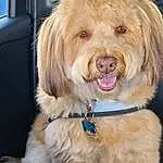 Dog, Carnivore, Dog breed, Collar, Companion dog, Dog Collar, Toy Dog, Working Animal, Happy, Snout, Vehicle Door, Terrier, Furry friends, Leash, Labradoodle, Canidae, Fashion Accessory, Smile, Yorkipoo