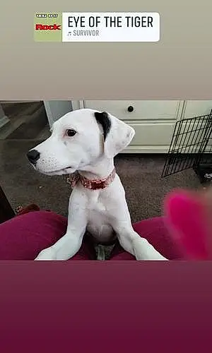 Name Labrador Retriever Dog Lily