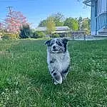 Plant, Sky, Dog, Tree, Carnivore, Grass, Australian Cattle Dog, Companion dog, Dog breed, Herding Dog, Snout, Tail, Lawn, Groundcover, Whiskers, Garden, Grassland, Working Dog, Yard