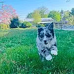 Sky, Plant, Carnivore, Dog breed, Felidae, Tree, Grass, Whiskers, Small To Medium-sized Cats, Companion dog, Groundcover, Cat, Meadow, Grassland, Lawn, Tail, Snout, Shrub, Furry friends