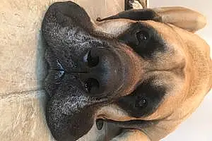 English Mastiff Dog Dexter